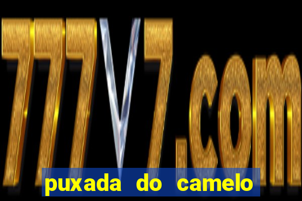 puxada do camelo jogo do bicho